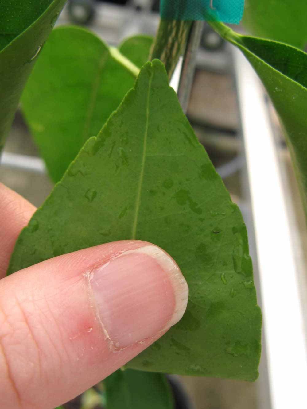              Margin (Phillip Rucks Citrus Nursery, Frostproof, FL)       